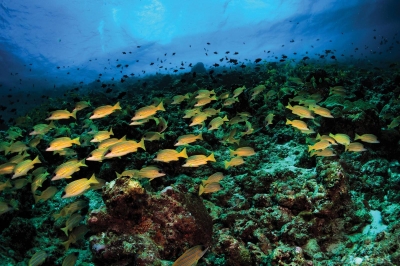 DIVING & SNORKELING