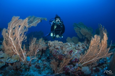 Scuba Diving