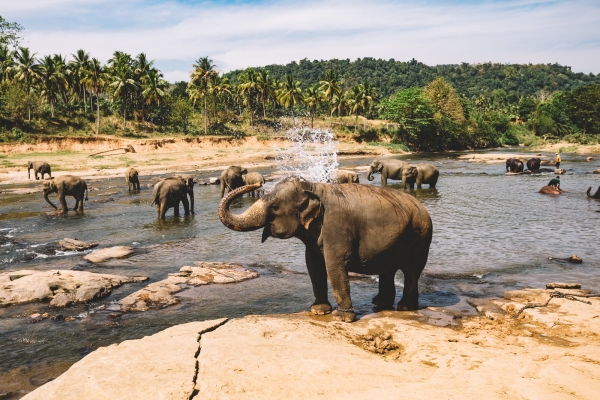 Pinnawela Elephant