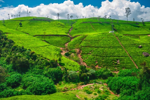 Nuwara Eliya