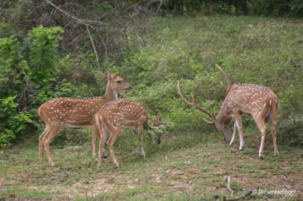 Yala national park